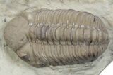 Kainops Trilobite - Black Cat Mountain, Oklahoma #362983-2